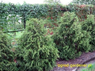 Żywotnik olbrzymi = Thuja