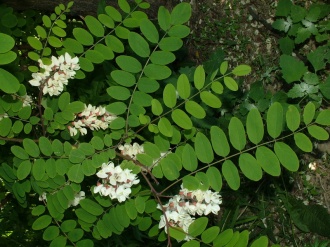 Robinia akacjowa