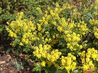 Mahonia