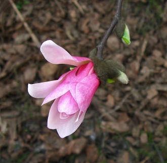 Magnolia